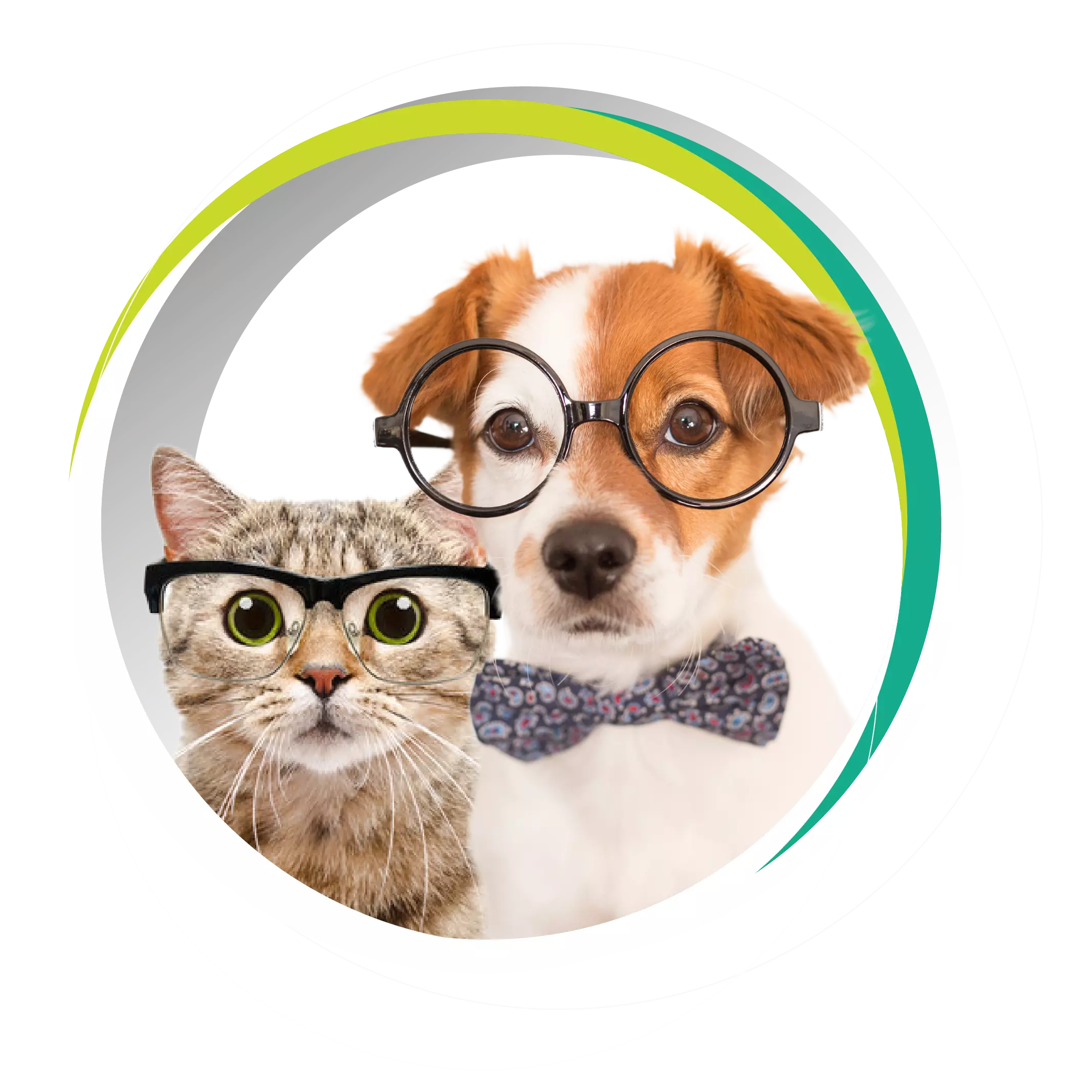imagem ilustrativa de um gato e um cachorro usando óculos.